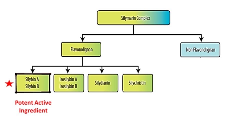 Sylimarin là chất gì